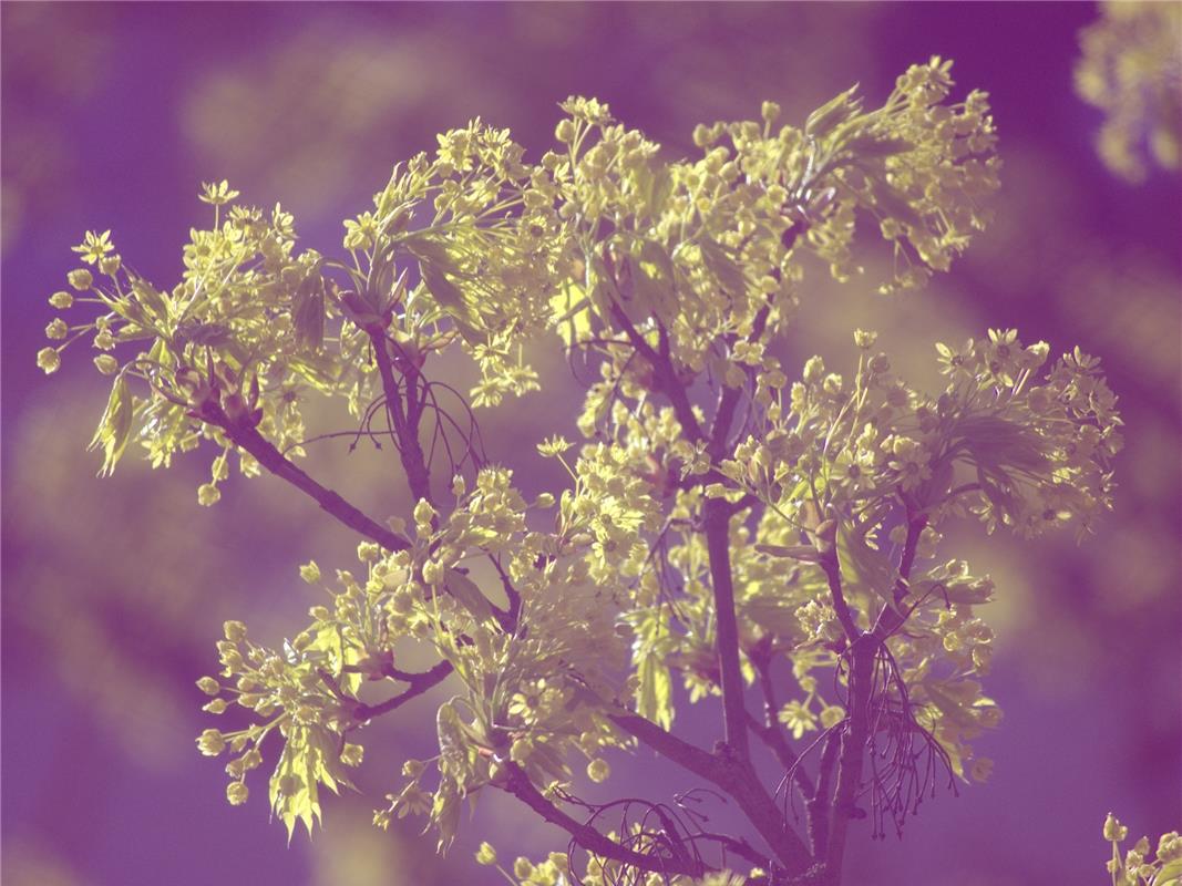 "Der Ahornbaum vor unserem Haus braucht sich mit seinen Blüten nicht hinter den ...