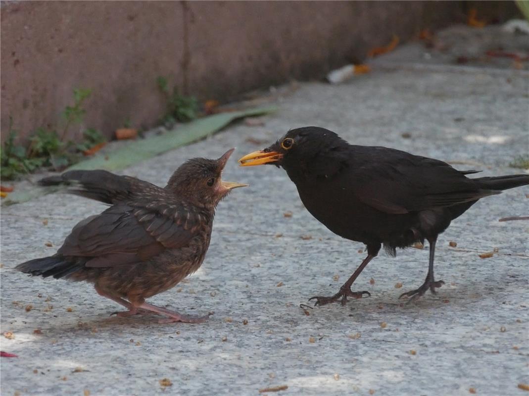 Der Amselpapa kümmert sich liebevoll um seinen bettelnden Nachwuchs im Garten vo...