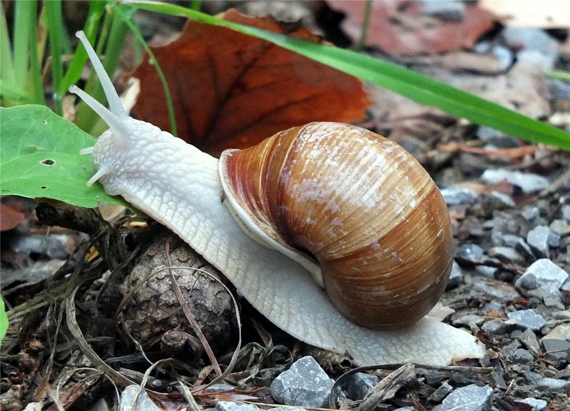 Der Berg ruuuft! Diese Schnecke, die Klaus Pfisterer entdeckt hat, hat im Oberje...