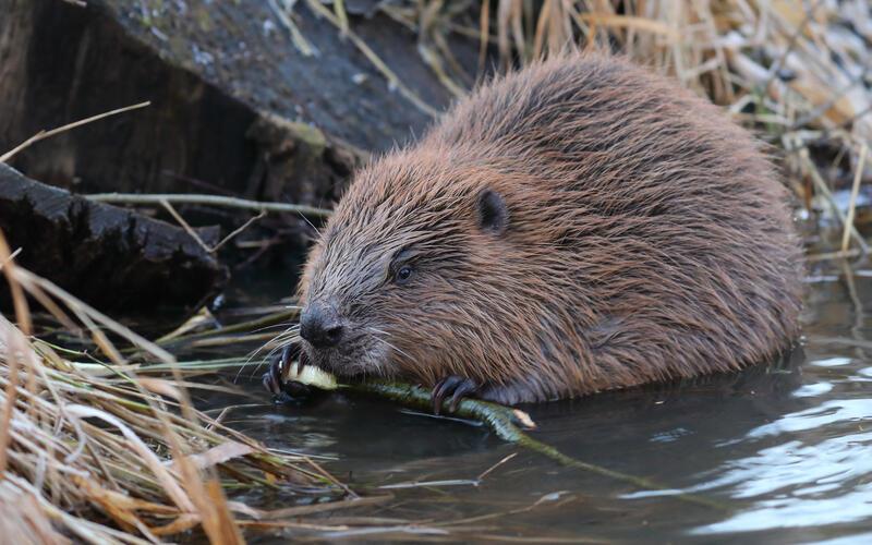 Der Biber ist mittlerweile an der Ammer heimisch. GB-Foto: Markus Bihler