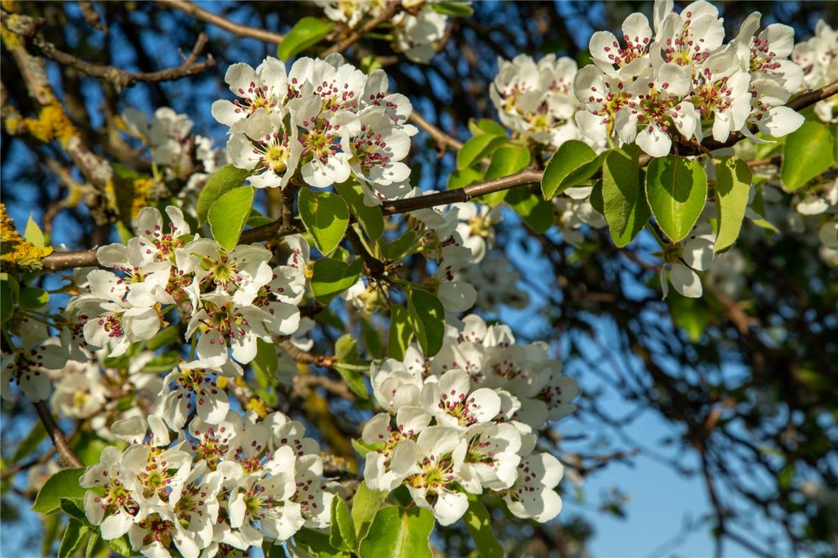 Der Birnbaumblüte steht in voller Pracht. Wie da die Obsternte wohl ausfällt?, f...