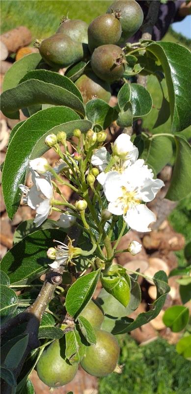 Der Birnenbaum trägt schon Früchte und blüht am gleichen Ast gleichzeitig noch e...