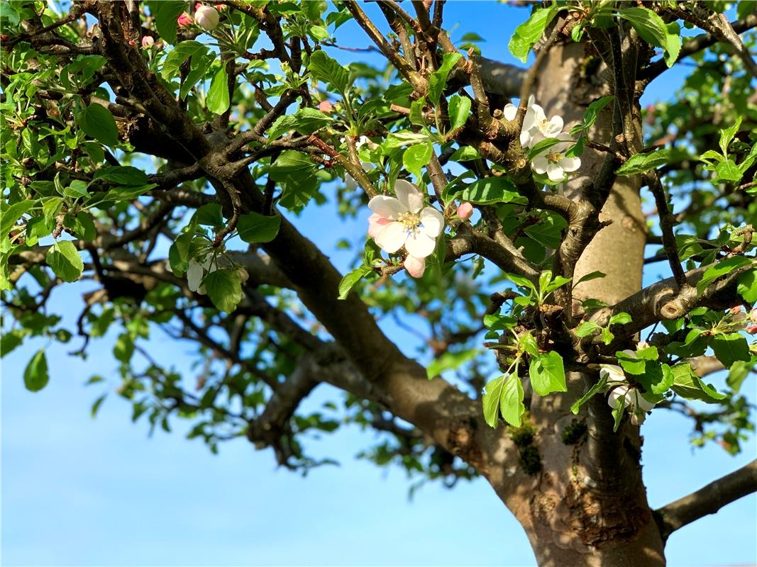 Der Blick nach oben offenbart: Der Frühling ist da.  Von Minja Rollinson aus Gäu...