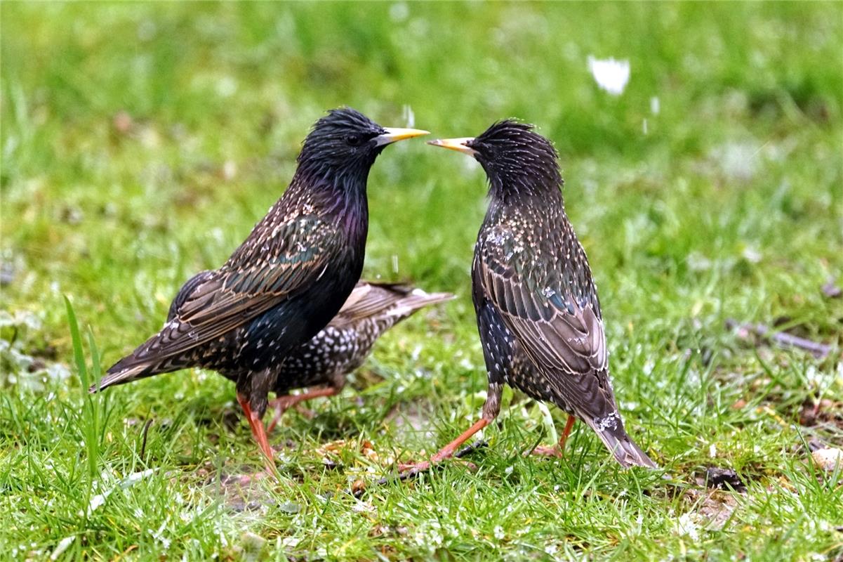 Der Bondorfer Sieghard Gillich meint beim Blick in den eigenen Garten : "Frühlin...