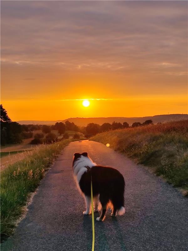 Der Collie von Eva Althoff-Nüßle aus Herrenberg bewundert den Sonnenaufgang am 1...