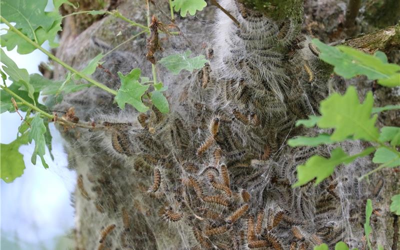 Der Eichenprozessionsspinner gehört zu den Tierarten, die hierzulande eingeschleppt wurden – und denen der Klimawandel entgegenkommt. Der Schädling schädigt die heimische Flora und kann auch für Menschen gefährlich sein. GB-Foto (Archiv): gb