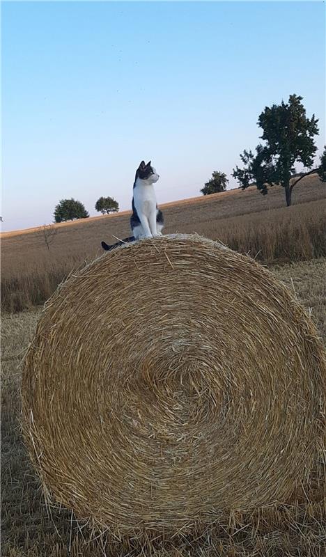 "Der Ernte sei Dank! Man sieht die Mäuse wieder besser!", denkt sich Kater Fritz...