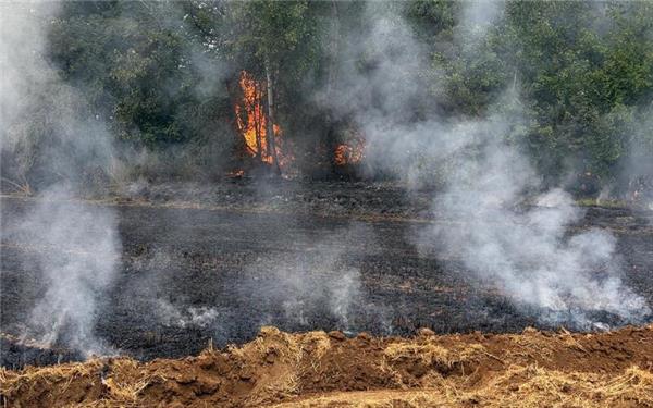 Der Flächenbrand ist am Donnerstagnachmittag ausgebrochen. GB-Foto: gb