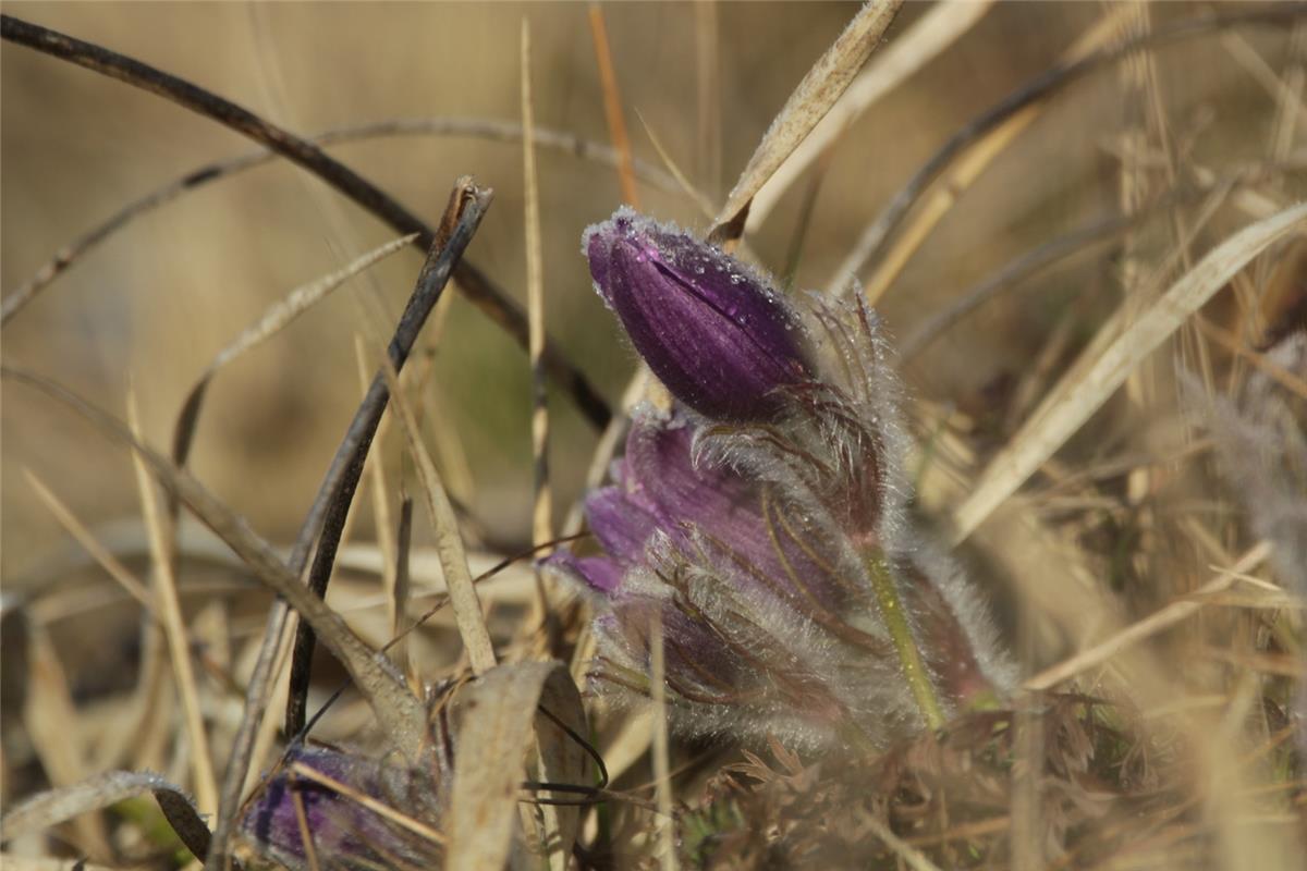 Der Frühling bricht durch (Küchenschellen). Von Birgit Schäberle aus Herrenberg-...