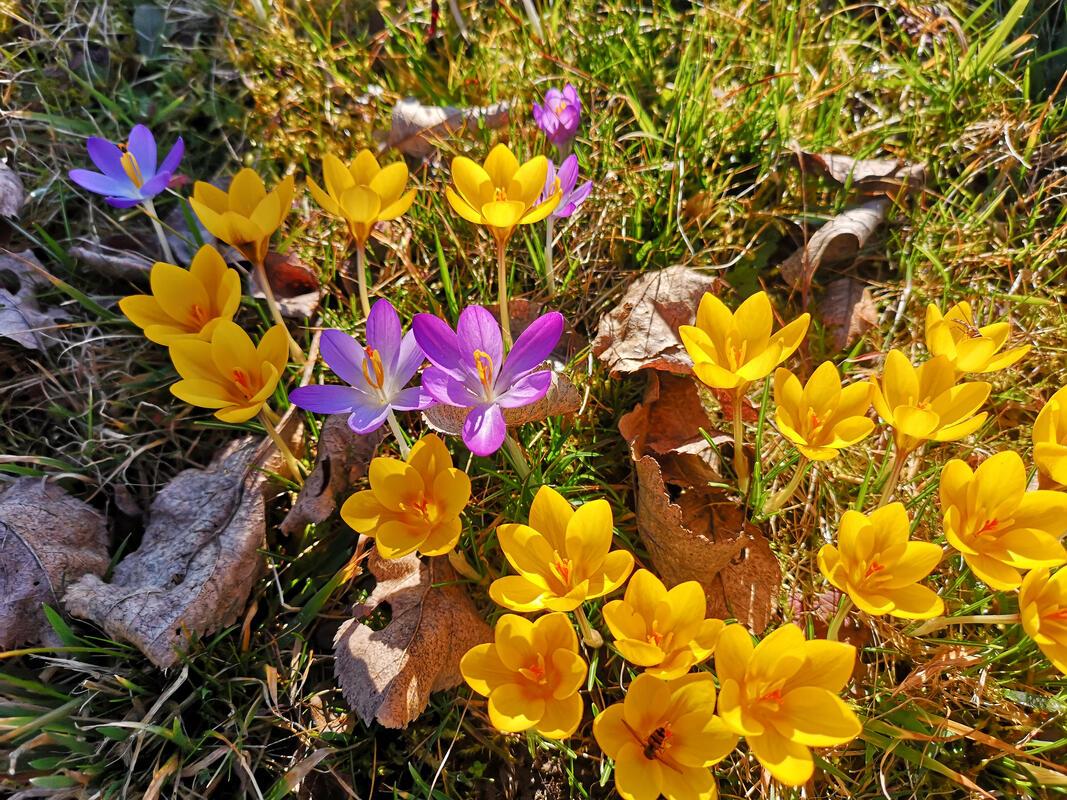 Der Frühling bricht sich bahn!  Von Ursula Schmid aus Rohrau.