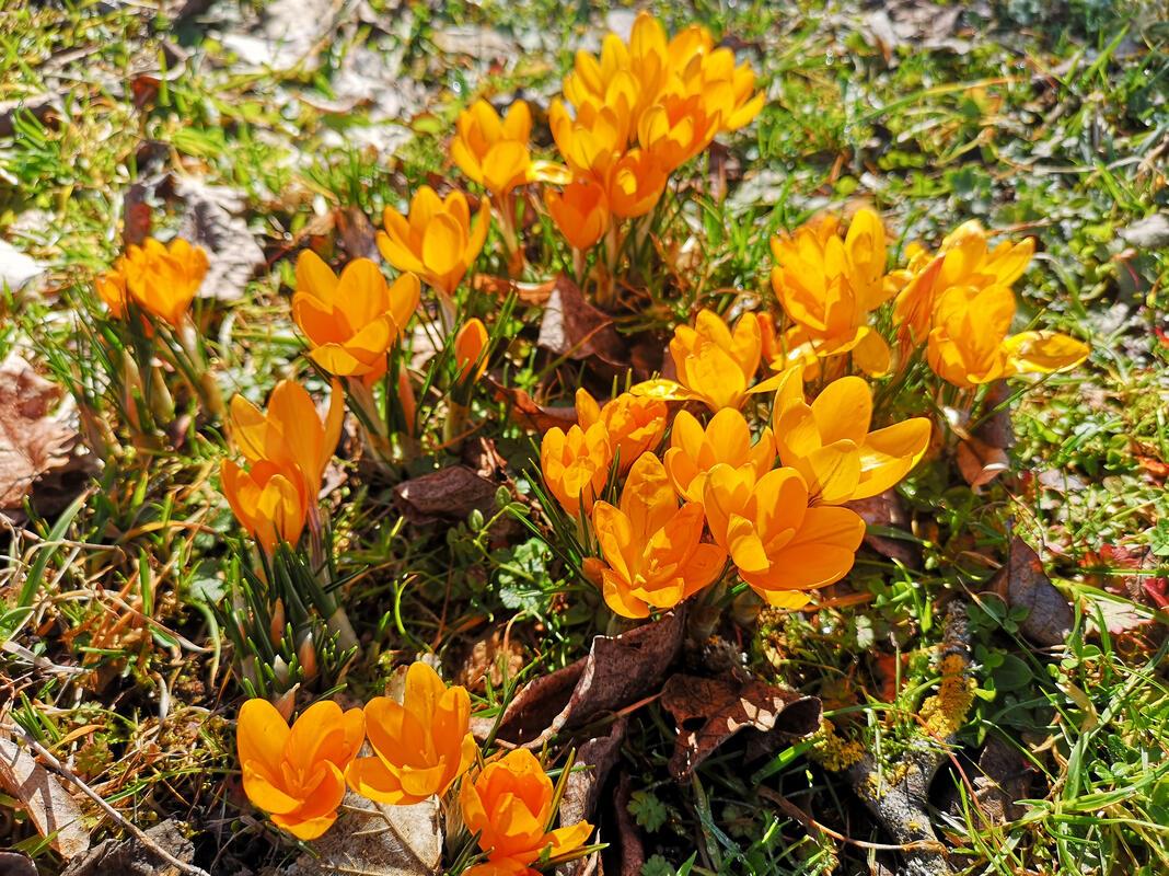 Der Frühling bricht sich bahn!  Von Ursula Schmid aus Rohrau.