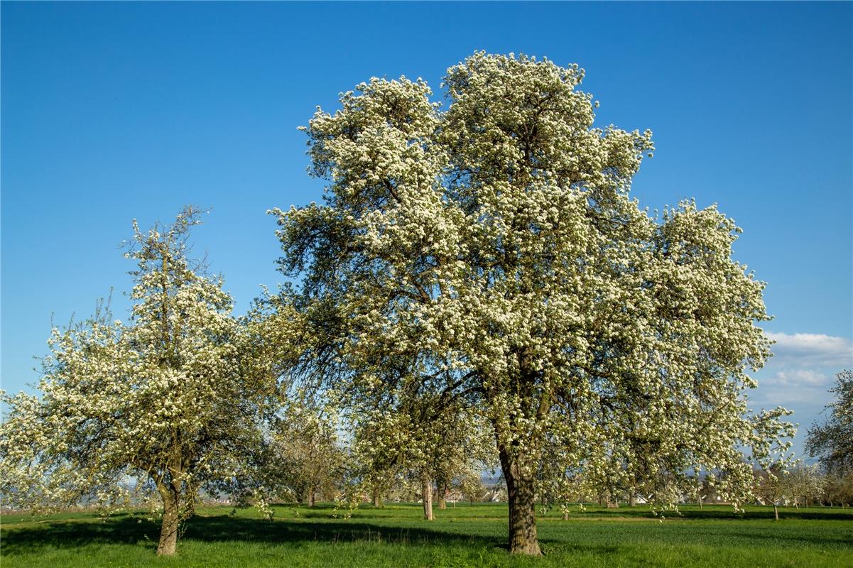 Der Frühling grüßt mit der vollen Blütenpracht der Birnbäume, meint Gottfried Sc...