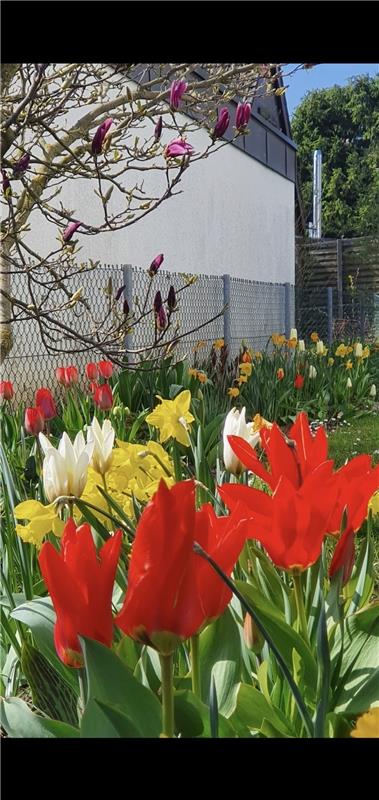 Der Frühling ist da, zumindest in Kuppingen, wo Sabine Humm diese Blumepracht ab...
