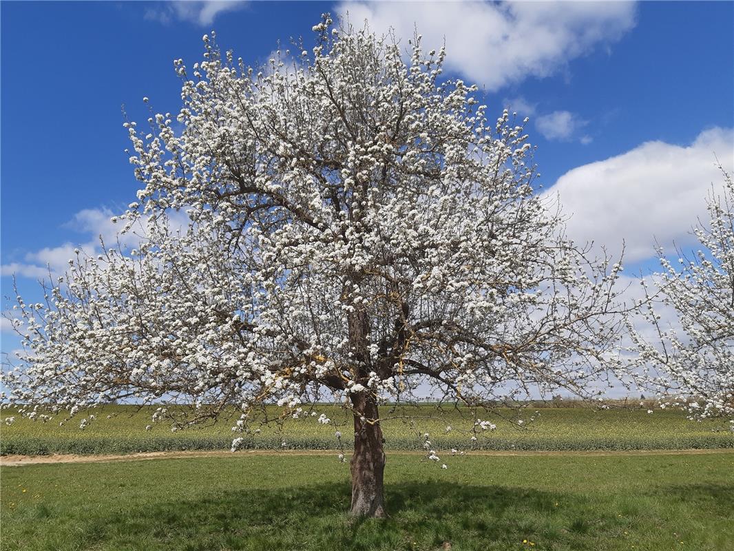 Der Frühling ist wie hier in Kuppingen da, sehr zur Freude von Heike Weisse aus ...