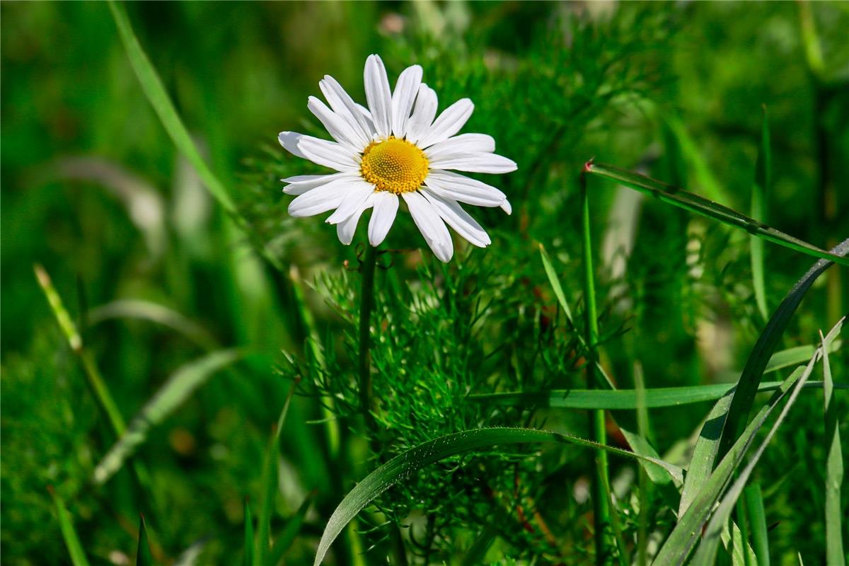 Der Frühling ist wieder zurück.  Von Natalie Politz aus Hildrizhausen.