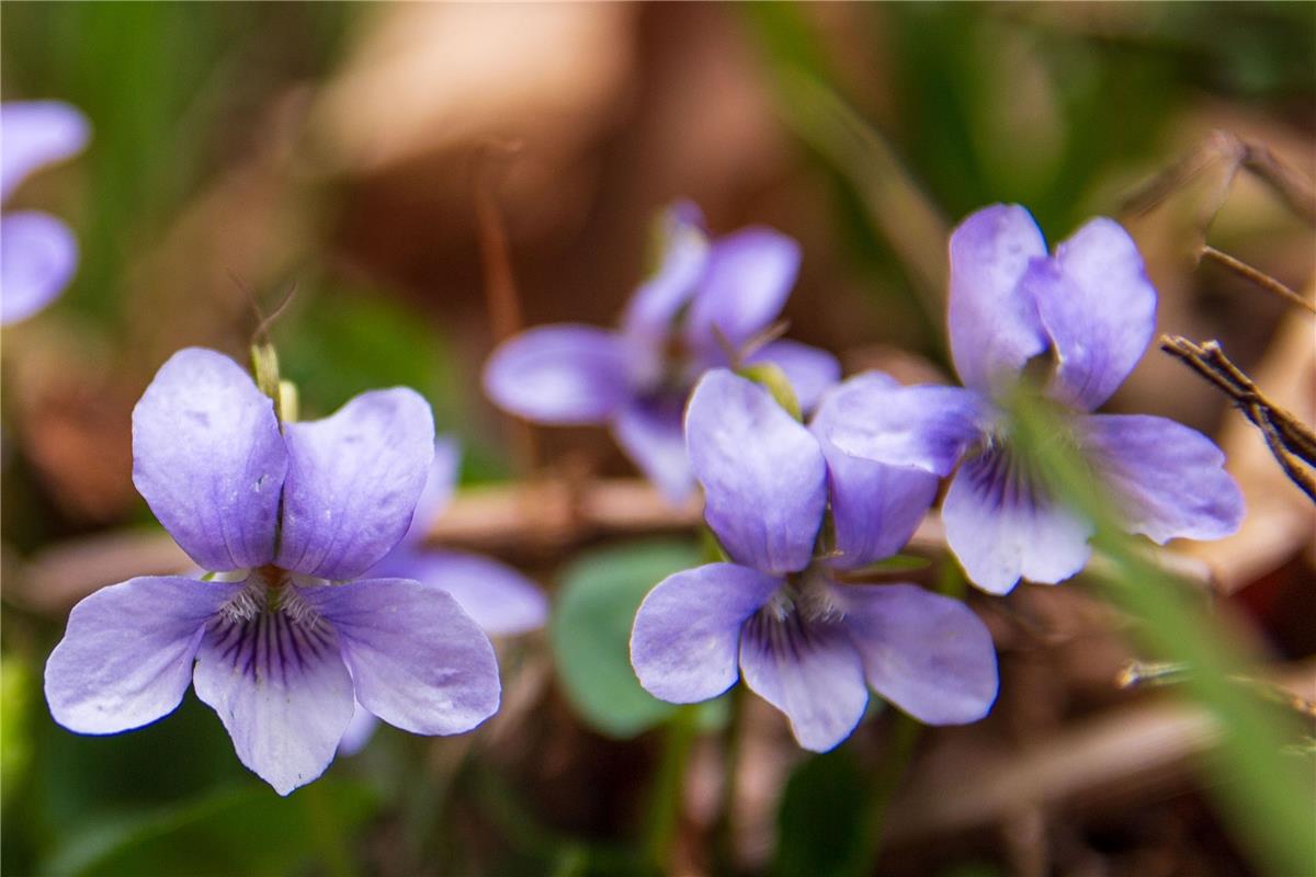 Der Frühling kann kommen. Gerne so farbenfroh wie in diesem Schnappschuss der He...