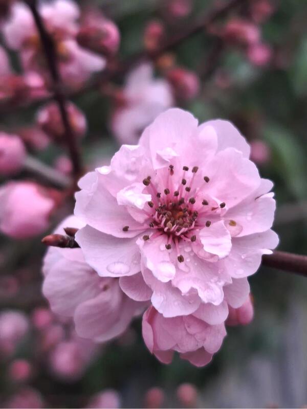 Der Frühling kommt ...  Von Stefanie Dietz aus Mötzingen.