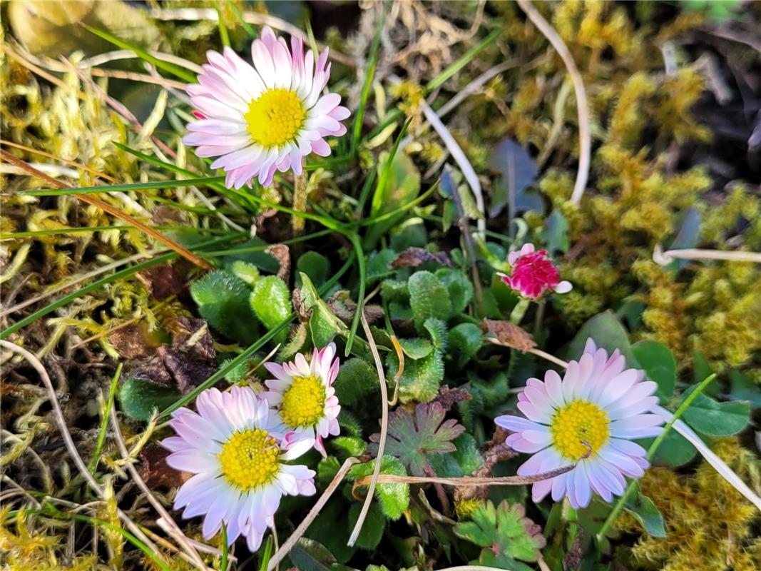 Der Frühling kommt...  Von Susanne Marquardt aus Gültstein.