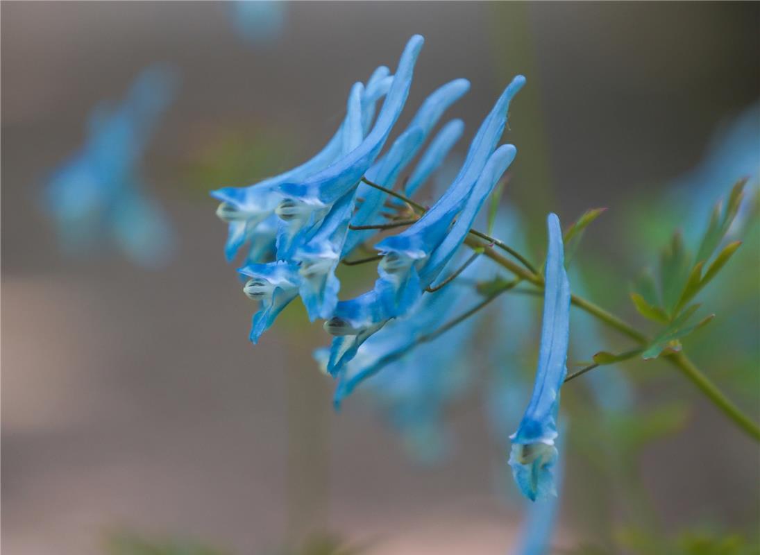 Der Frühlingsblüher in Himmelblau...  Von Natalie Politz aus Hildrizhausen.