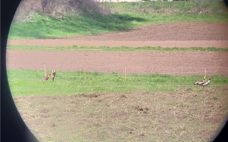 Der Fuchs im Kiebitz-Gebiet. GB-Foto: gb