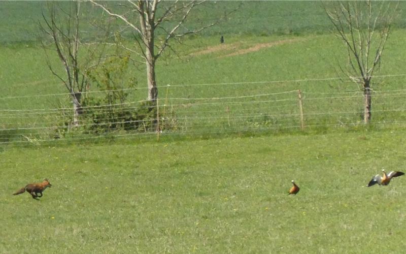 Der Fuchs näherte sich sowohl den Rindern als auch den Vögeln. GB-Fotos: gb