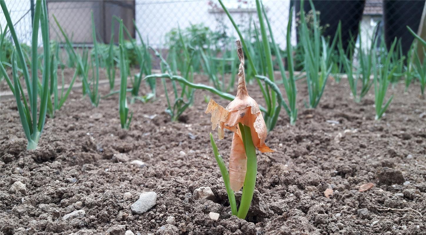 Der General der Zwiebelarmee steht bei Mechthild Jauß in Gärtringen im Garten.