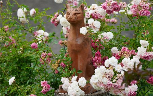 Der Gestiefelte Kater versucht es als Dörnröschen (von Sieghard Gillich aus Bondorf)