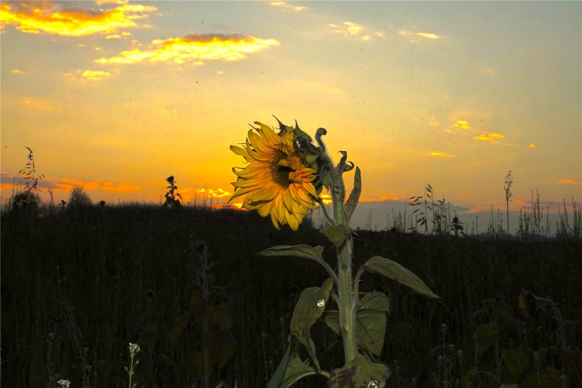 Der Hailfinger Eckbert Kaiser lichtete eine der letzten Sonnenblumen bei  Bondor...