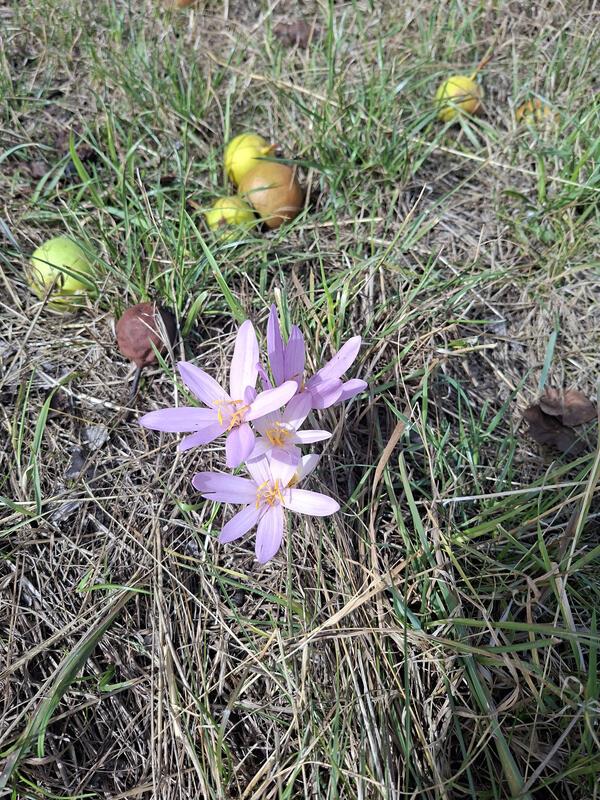 Der Herbst kommt ...  Von Ursula Zachmann aus Gärtringen.