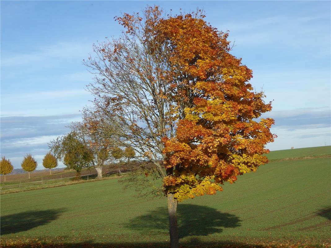 Der Herbst kommt in Rohrau von backbord. Hans-Joachim Borowy hat das Foto einges...