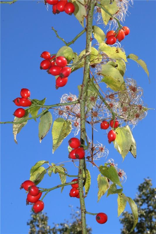 Der Herbst mit seinen schönen Farben gefällt Peter Ruthardt in Mönchberg.