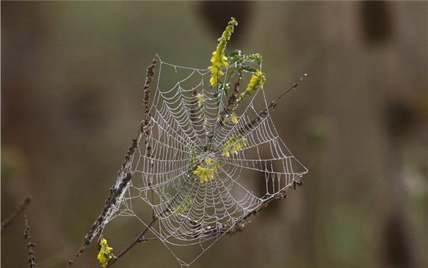 Der Herbst zieht seine Netze (gesehen in Nufringen) GB-Foto: Bäuerle