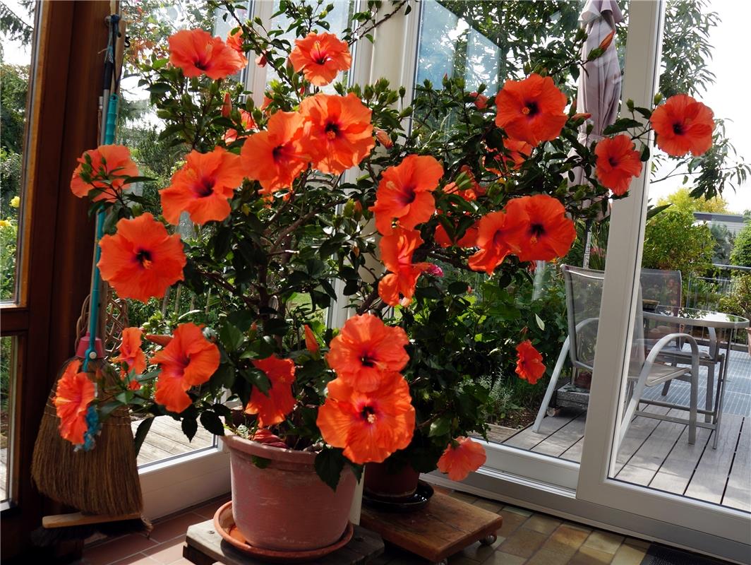 Der Hibiskus des Herrenbergers Klaus Pfisterer freut sich, dass er im Warmen übe...