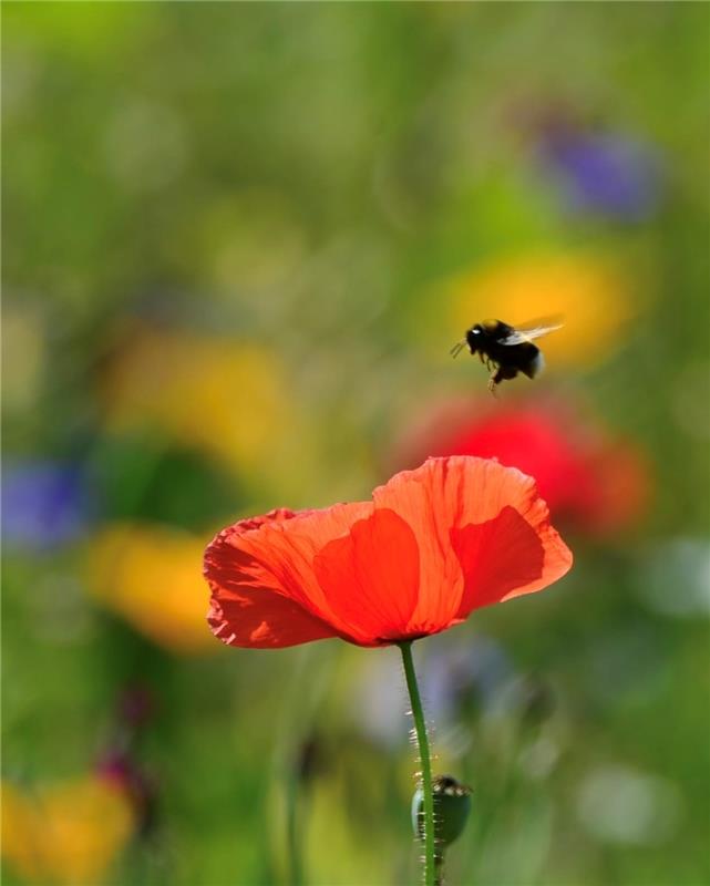 Der Hummel besucht den roten, leuchtenden Klatschmohn. Von Eckbert Kaiser aus Ha...