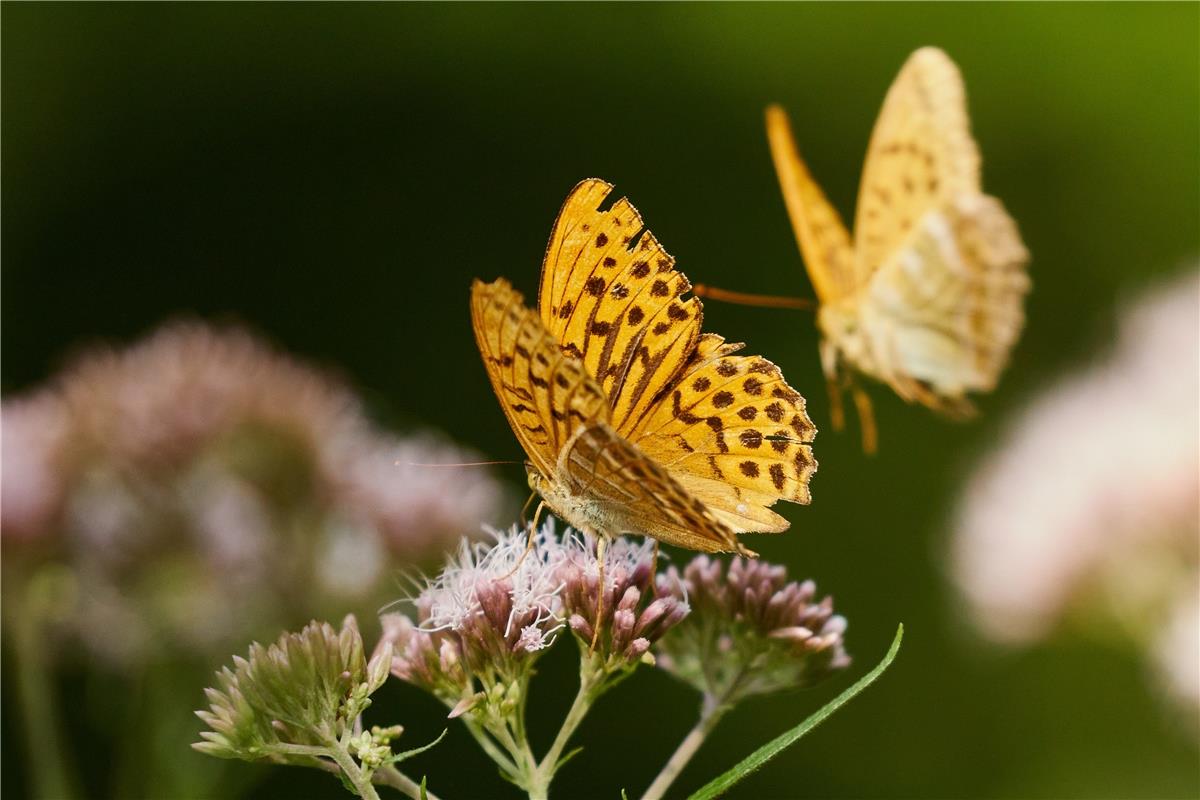 Der Kaisermantel ist der Schmetterling des Jahres 2022. Von Anne Biedermann aus ...