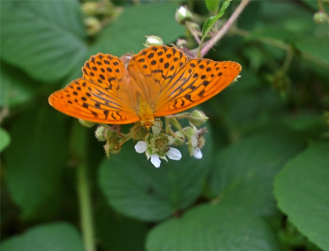Der Kaisermantel mag auch die blühenden, stacheligen Brombeeren.  Von Eckbert Ka...