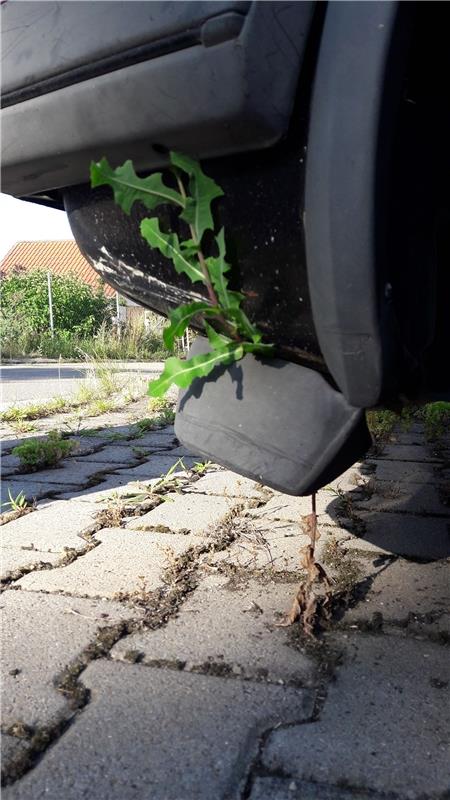 Der Kayher Fritz Deppert hat diese "Biowegfahrsperre" entdeckt