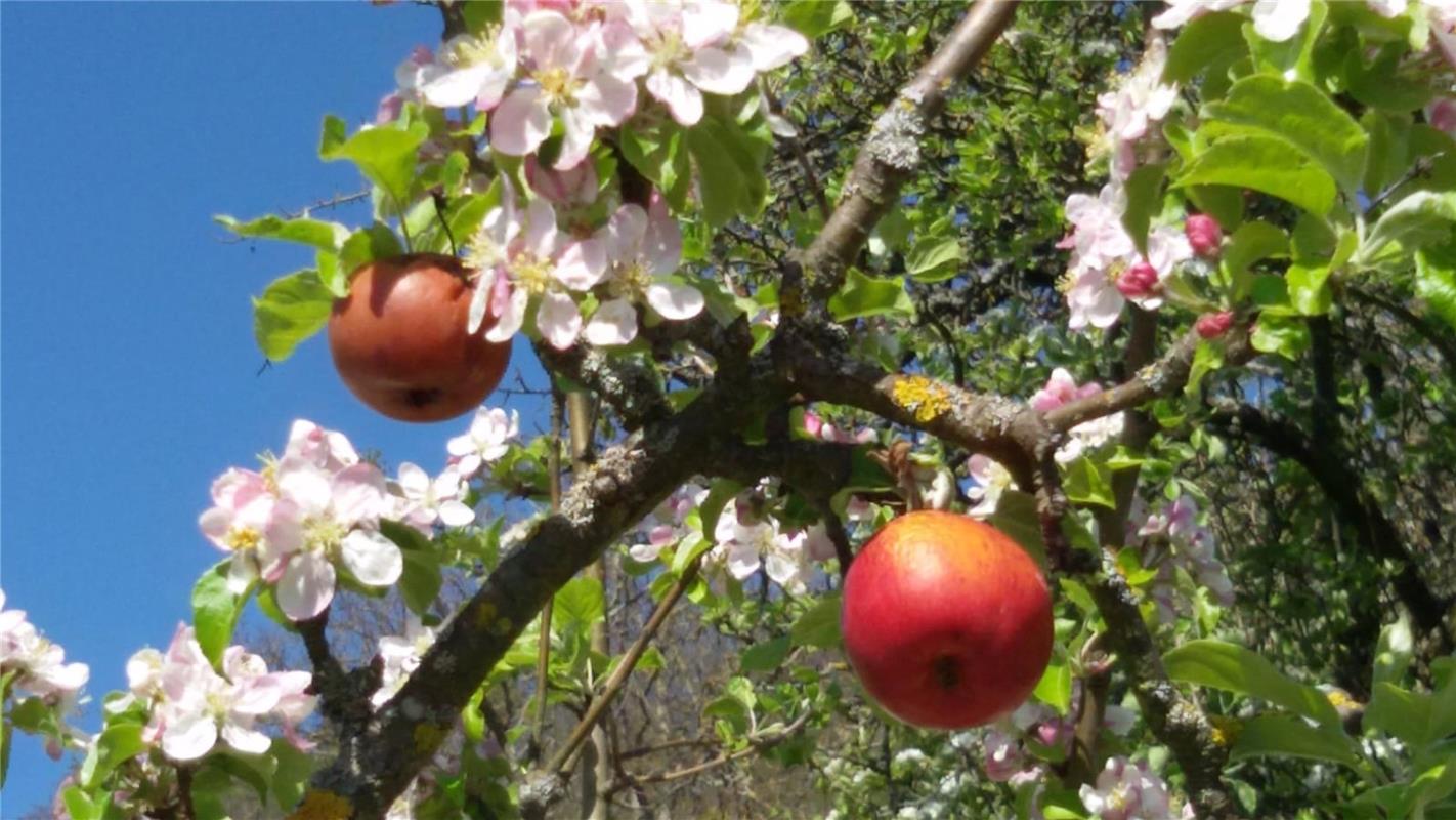 Der Kayher Gerhard Hocker hat entdeckt, dass dieser Baum Blüte und Frucht gleich...