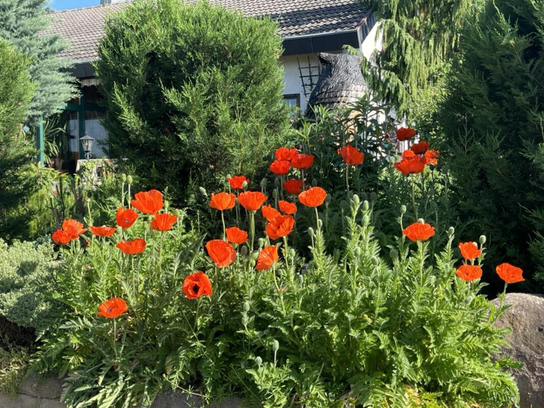 Der Klatschmohn blüht in voller Pracht.  Von Gottfried Schäberle aus Gäufelden.