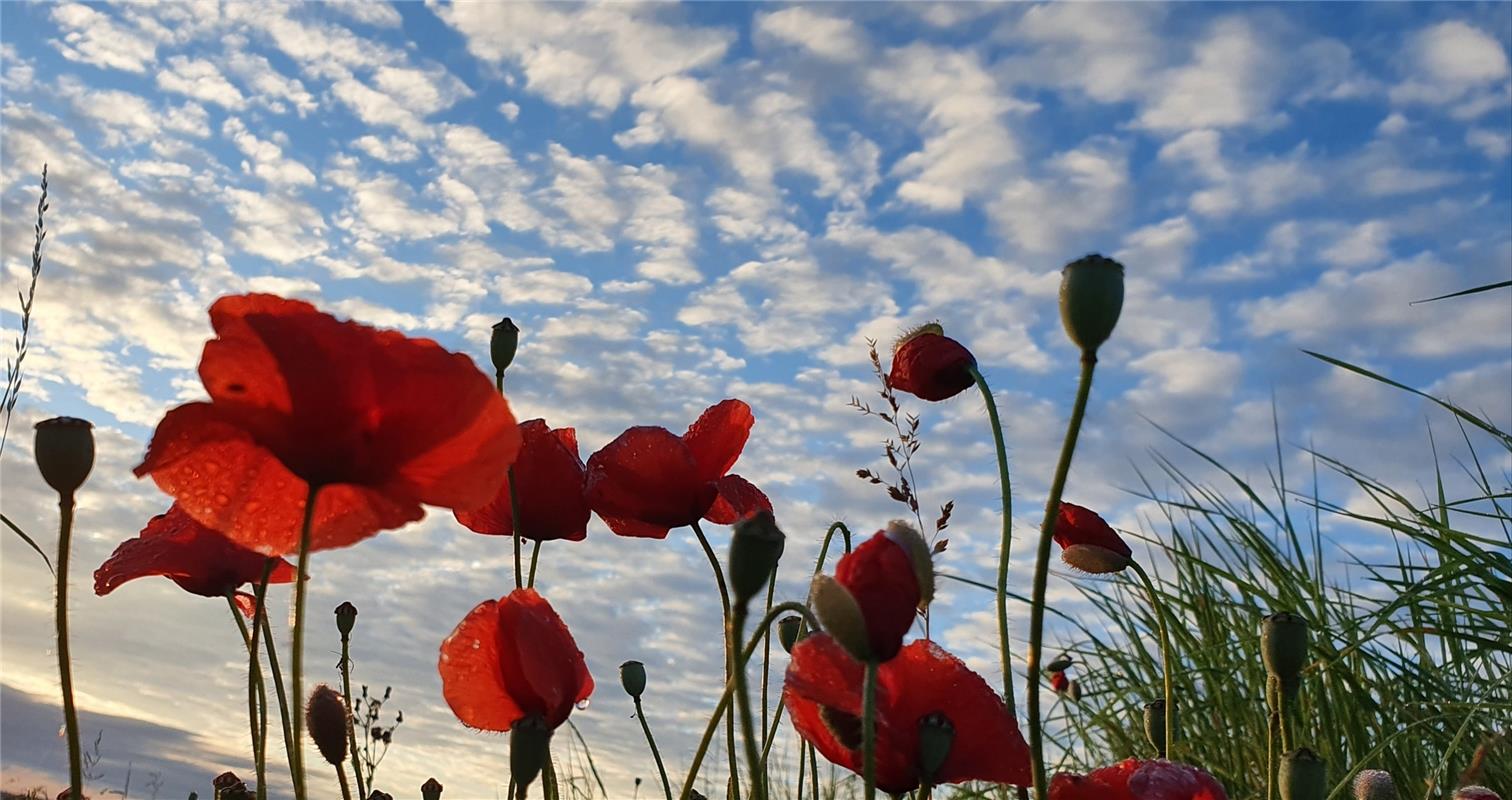 Der Klatschmohn steht am Morgen auf und Gabi Brenner steht mit ihrer Kamera am A...