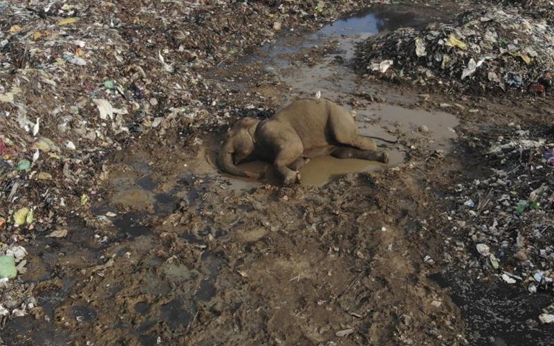 Der Körper eines wilden Elefanten liegt in einer offenen Mülldeponie im Dorf Pallakkadu im Osten Sri Lankas. Foto: Achala Pussalla/AP/dpa