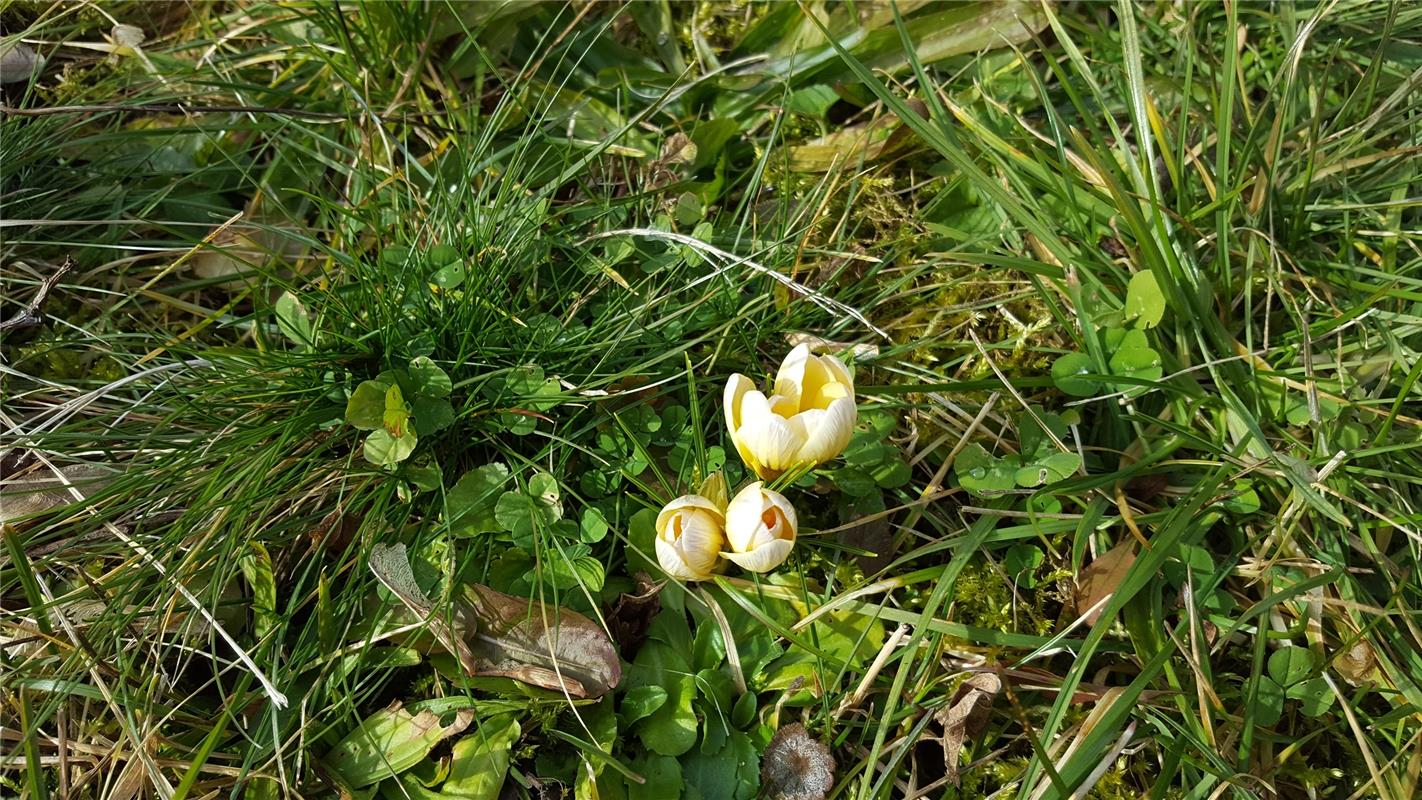 "Der Krokus im Garten kann's gar nicht erwarten", sagt die Herrenbergerin Gundul...