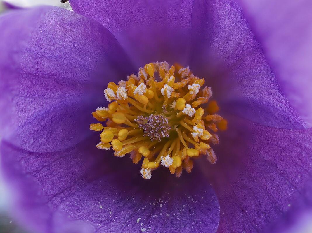 Der Küchenschelle ziemlich auf die Pelle gerückt.  Von Franz Weiß aus Rottenburg...