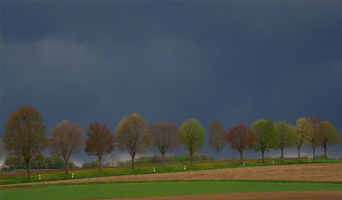 Der Mai ist an die Straße von Hailfingen nach Bondorf gekommen, die Bäume schlag...