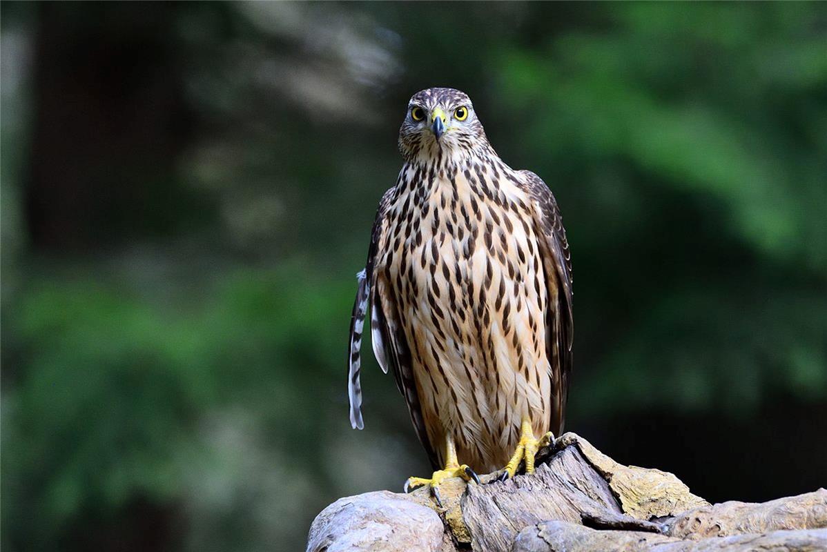 Der Mötzinger Erich Tomschi hat einen seltenen Gast bei der Vogelfütterung entde...