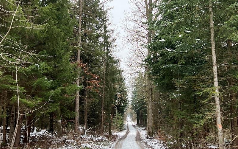 Der Mötzinger Gemeindewald soll 2023 mit einer schwarzen Null abschließen.GB-Foto: Priestersbach