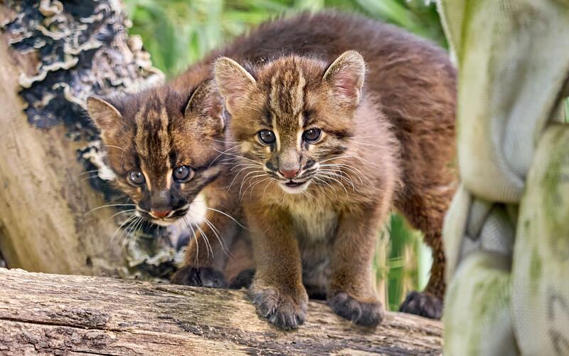 Der Nachwuchs der Asiatischen Goldkatzen ist ein Highlight im Zoo. GB-Foto: Zoo Heidelberg