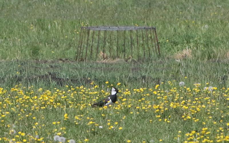 Der Nestschutzkorb soll die Jungvögel davor bewahren, von Fressfeinden gerissen zu werden. GB-Fotos: Bäuerle