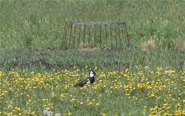 Der Nestschutzkorb soll die Jungvögel davor bewahren, von Fressfeinden gerissen zu werden. GB-Fotos: Bäuerle