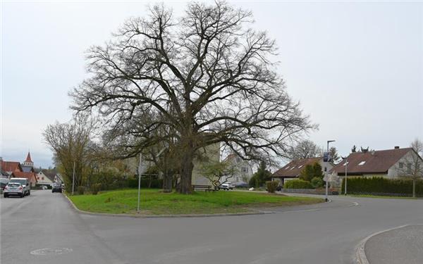 Der Ortschaftsrat fordert einen Zebrastreifen am abgesenkten Randstein über die im Bild von rechts kommende Römerstraße. Der Fußweg führt um die alte Linde herum, ehe er auf Höhe der links geparkten Fahrzeuge in die Schönbuchstraße mündet. Dort soll ebenfalls ein Zebrastreifen kommen. GB-Foto: Reichert